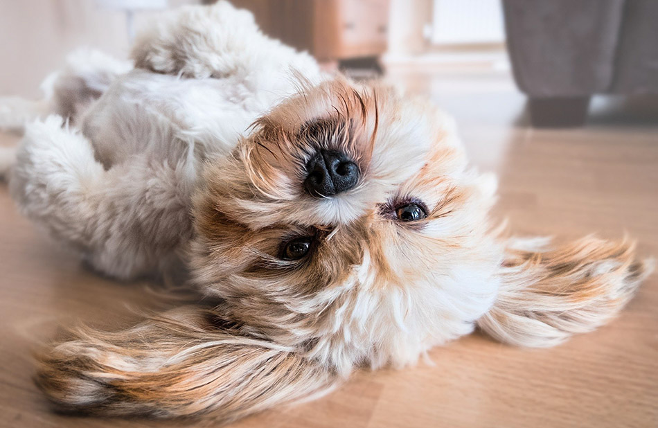 Un chien mignon avec un air enjoué se détend dans le salon, créant une ambiance de joie et de tranquillité.
