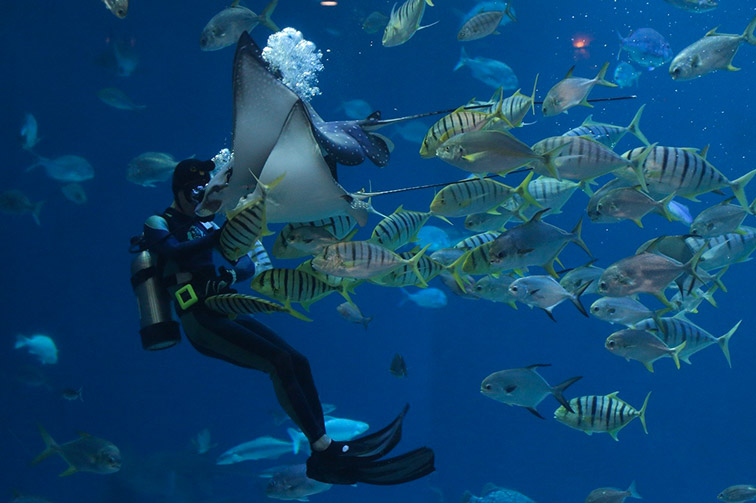 Image d'un plongeur dans un aquarium entouré de poissons colorés et d'une raie, capturant la beauté et l'harmonie du monde sous-marin.