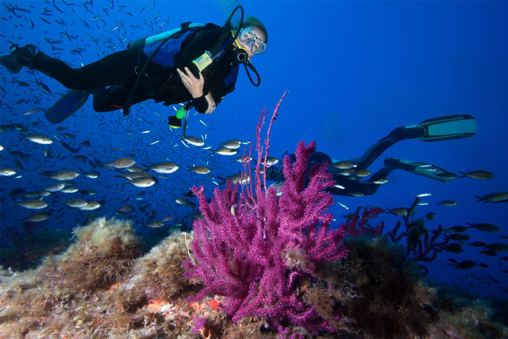 Plongée en Corse du Sud : Les Fonds Marins Qui Vont Vous Couper le Souffle