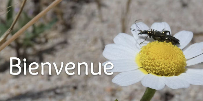 Image captivante d'une fleur de camomille avec un insecte posé sur ses pétales, illustrant la beauté naturelle et la biodiversité.