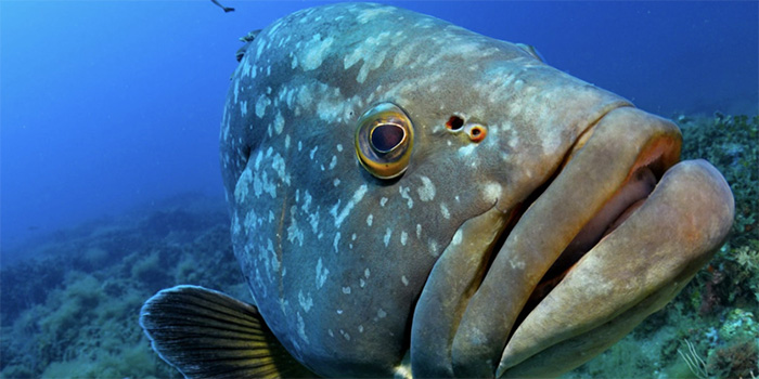 Image saisissante d'un poisson grouper vibrant nageant dans les profondeurs océaniques, mise en valeur par des nuances marines et un arrière-plan corallien, soulignant l'importance de la préservation marine.