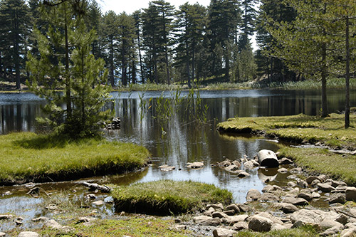 Paysage enchanteur au bord d’un lac tranquille, entouré de végétation luxuriante et reflétant majestueusement les arbres dans son eau calme, symbolisant paix et sérénité.