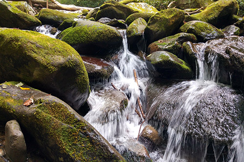 Une oasis de tranquillité avec un ruisseau serpentant entre des rochers de mousse.