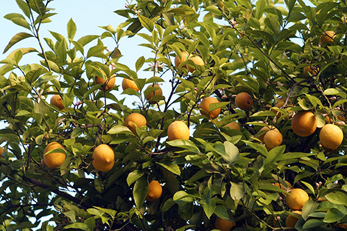 Image d'un verger de citronniers avec des fruits jaunes éclatants, symbole de la récolte abondante et de la beauté naturelle, idéale pour illustrer la générosité des saisons agricoles.